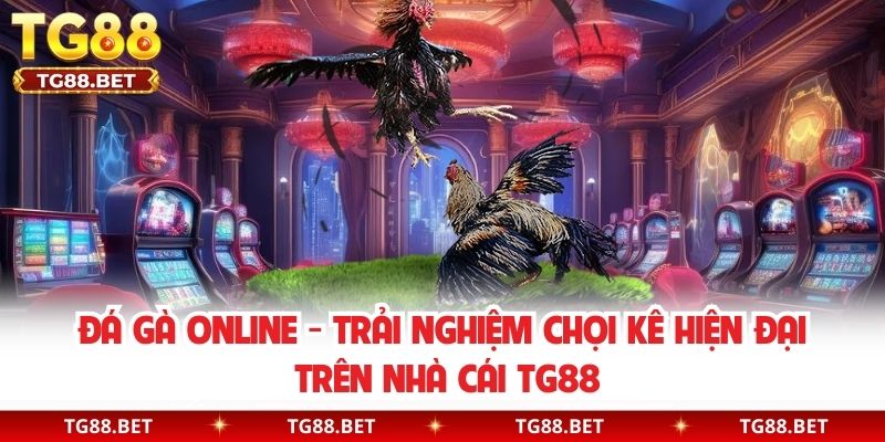 Đá Gà Online - Trải Nghiệm Chọi Kê Hiện Đại Trên Nhà Cái TG88
